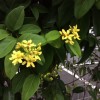 沖縄の街中に咲く花木  黄色い花編 1