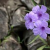 見かけたことありますか？沖縄離島に咲く薄紫色の花　①